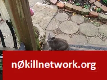 Found cat in Pleasureville, KY, 40057
