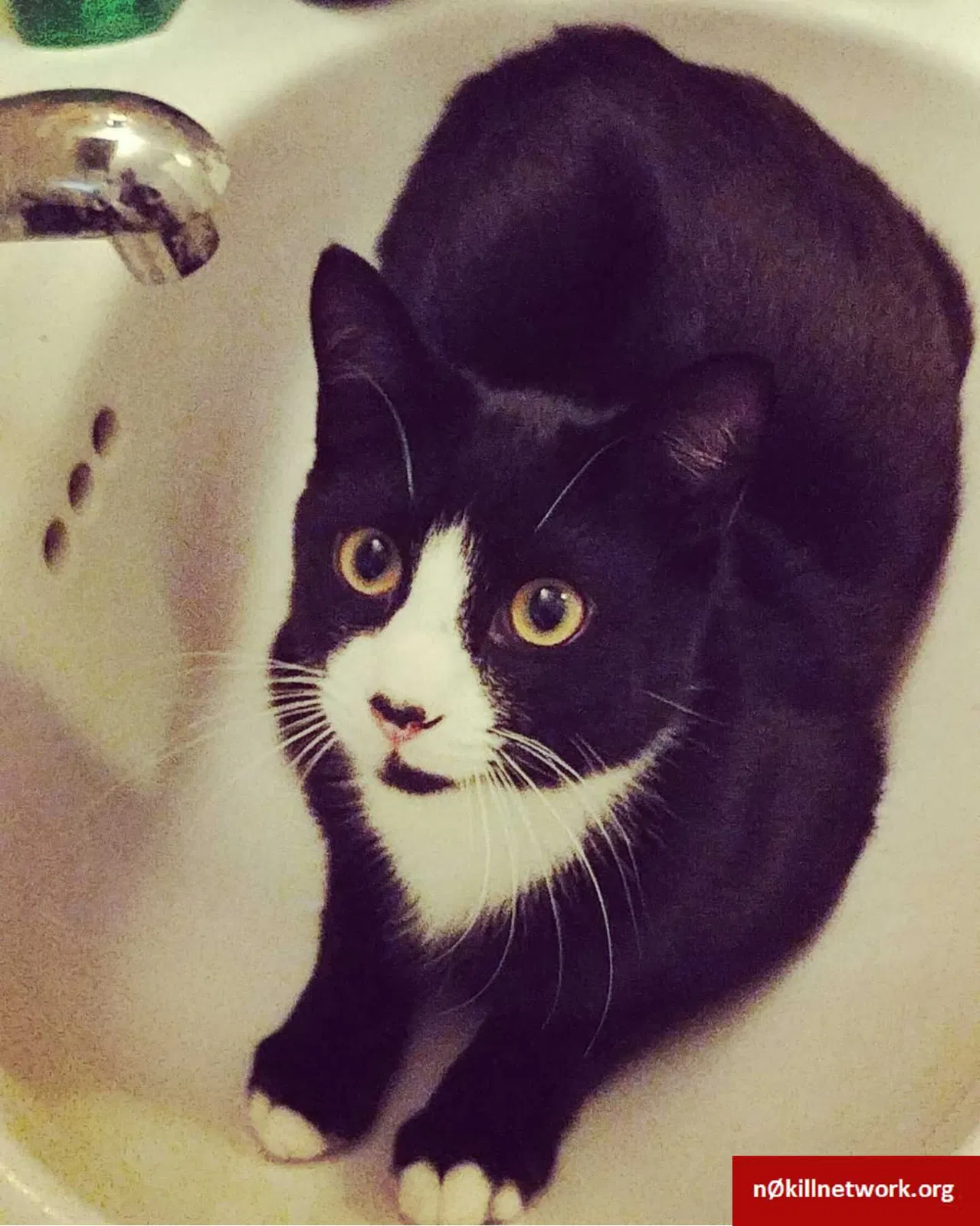 Lost cat in Greenville, SC, 29609