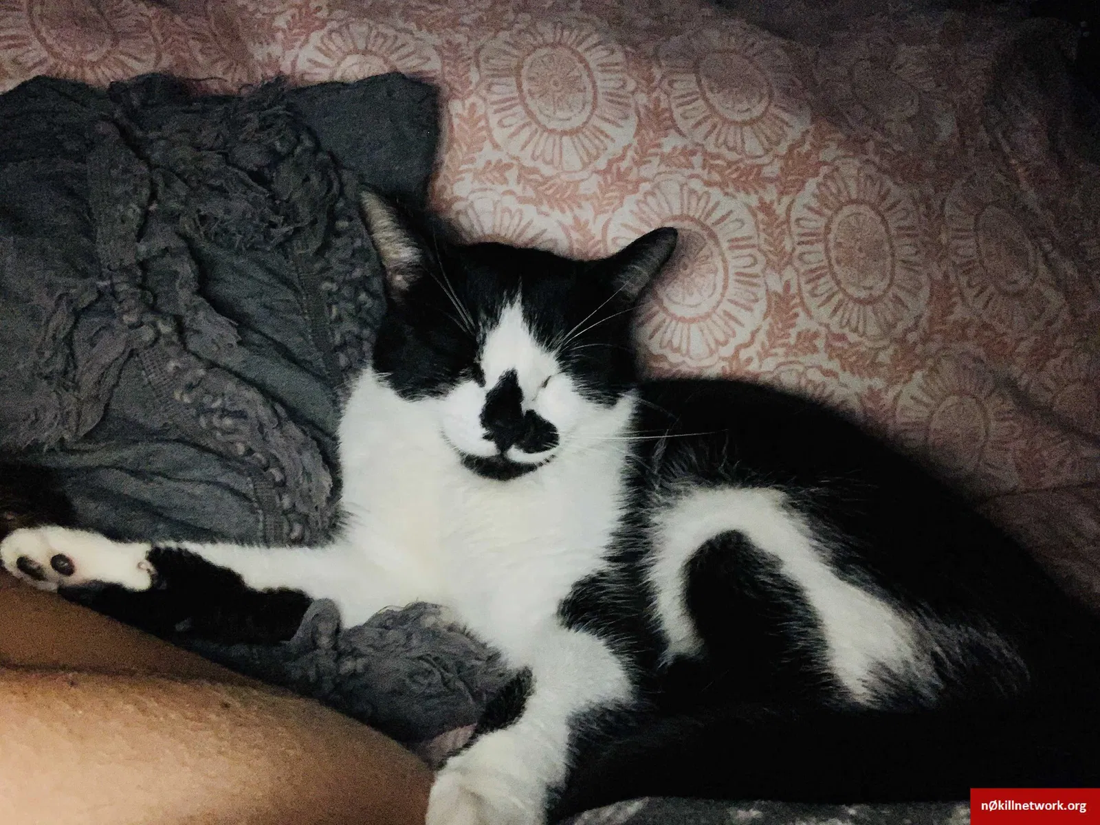 Lost cat in Huntington Beach, CA, 92646