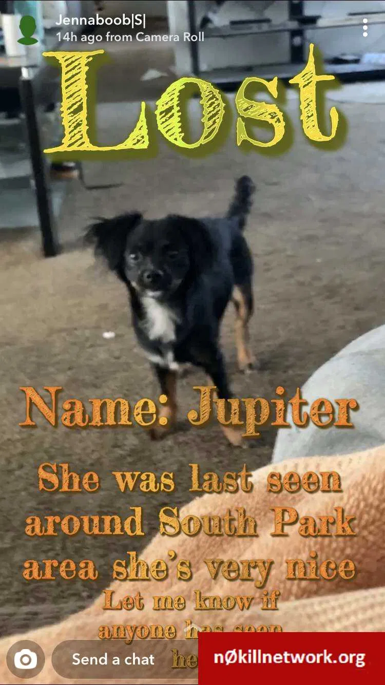 Lost dog in Santa Rosa, CA, 95405