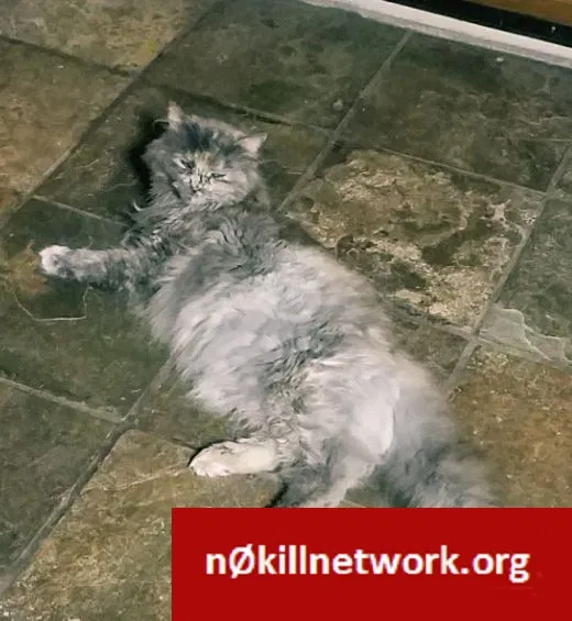 Lost cat in Seattle, WA, 98168