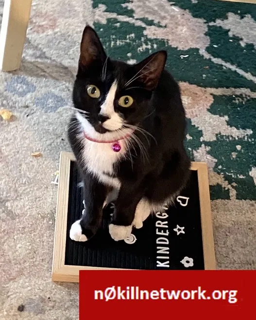 Lost cat in Seattle, WA, 98178