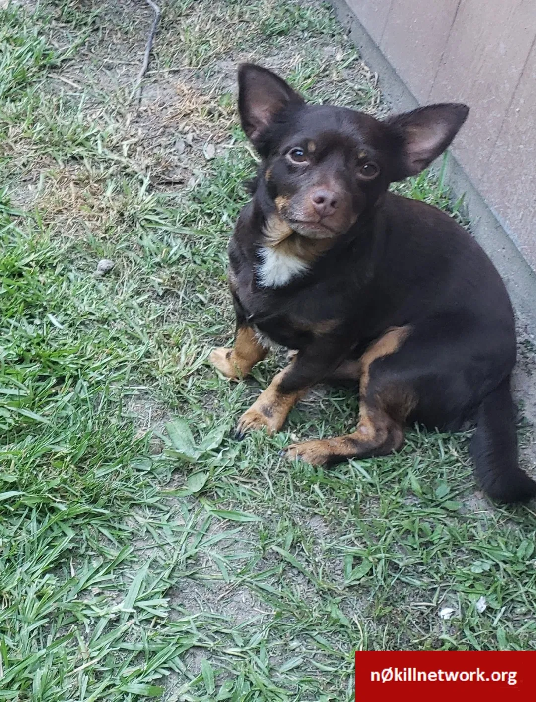 Lost dog in Houston, TX, 77070