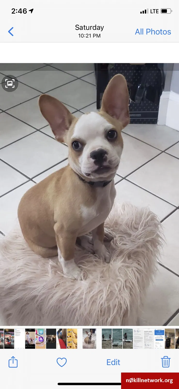 Lost dog in Chicago, IL, 60623