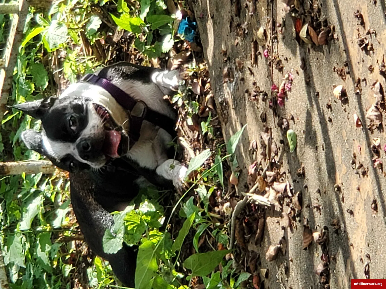 Lost dog in Knoxville, TN, 37919