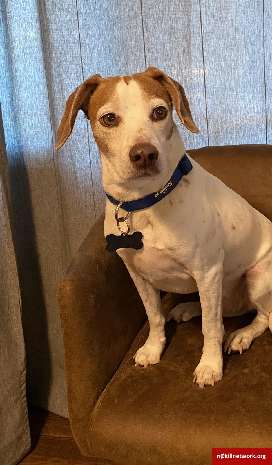 Lost dog in Oakland, CA, 94611