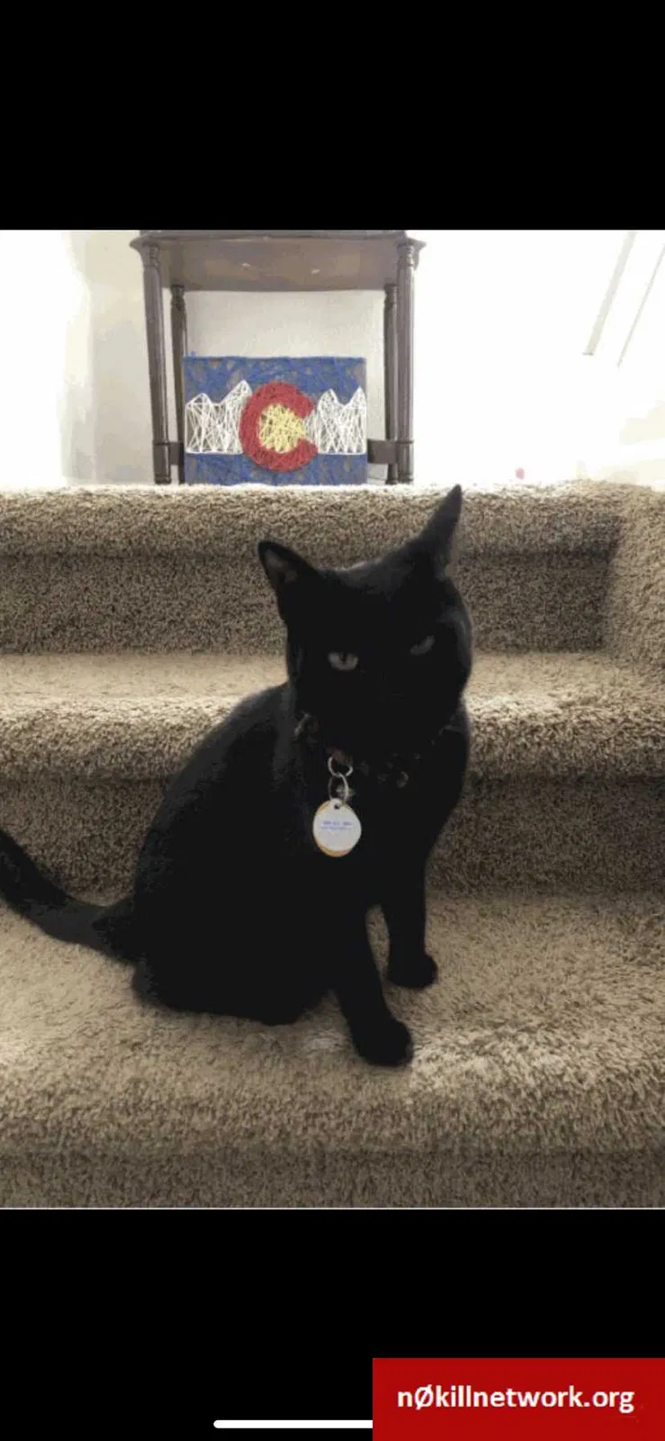 Lost cat in Colorado Springs, CO, 80911