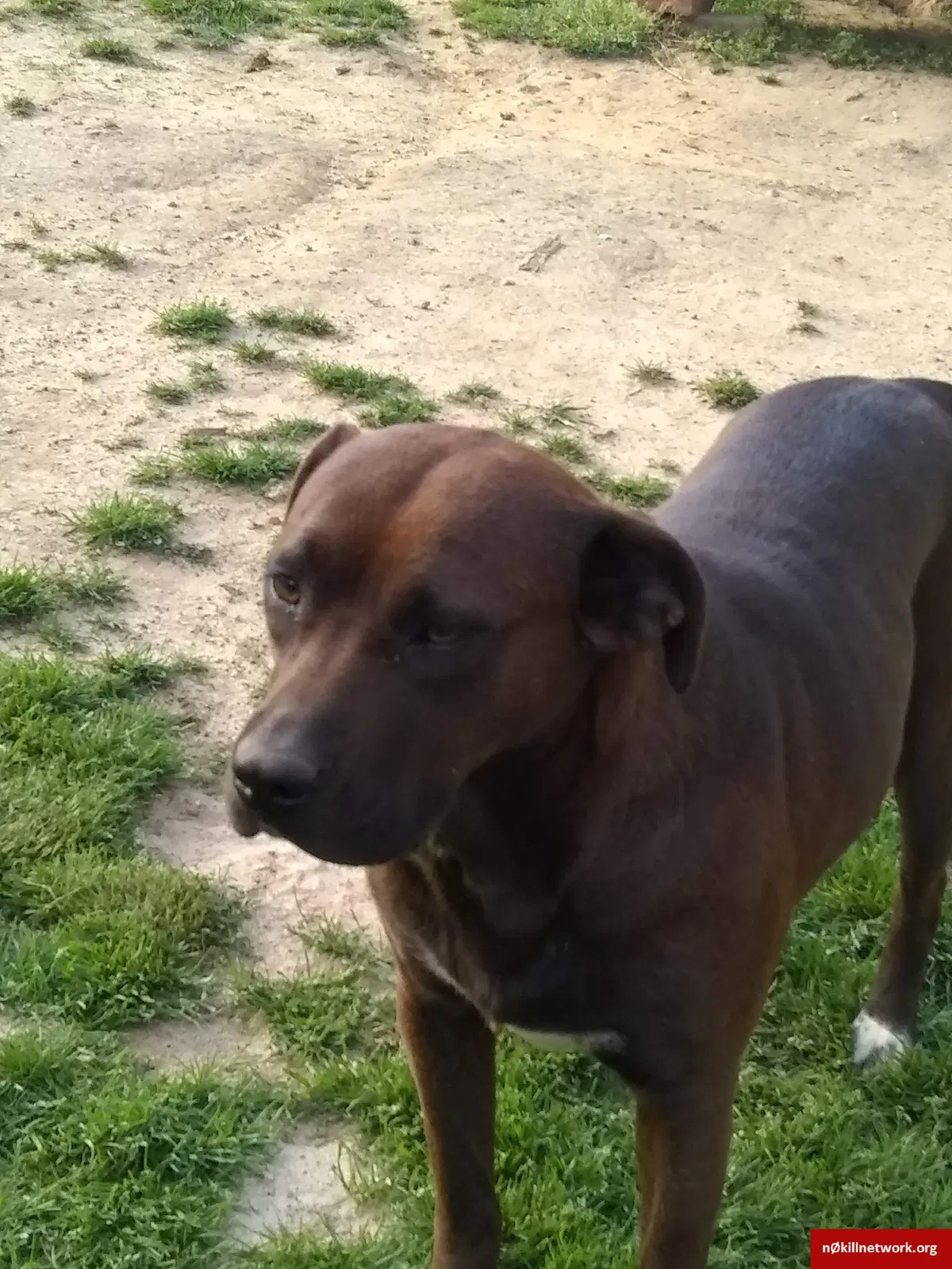 Lost dog in Granite Falls, NC, 28630