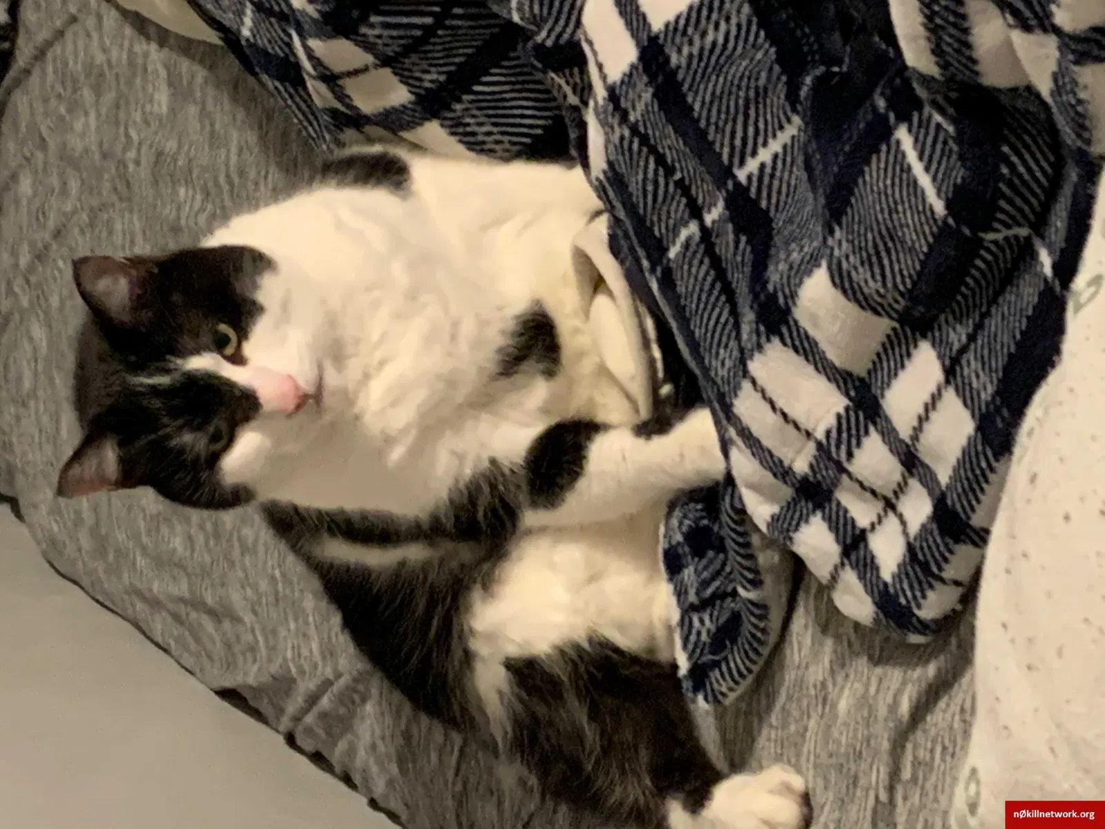 Lost cat in Florence, KY, 41042