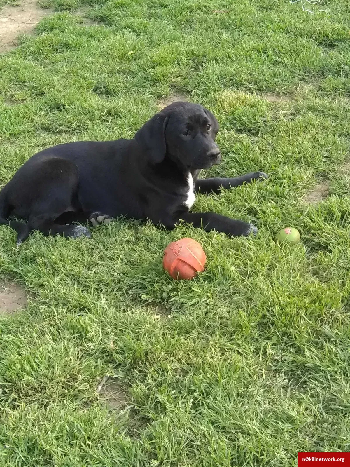 Lost dog in Granite Falls, NC, 28630