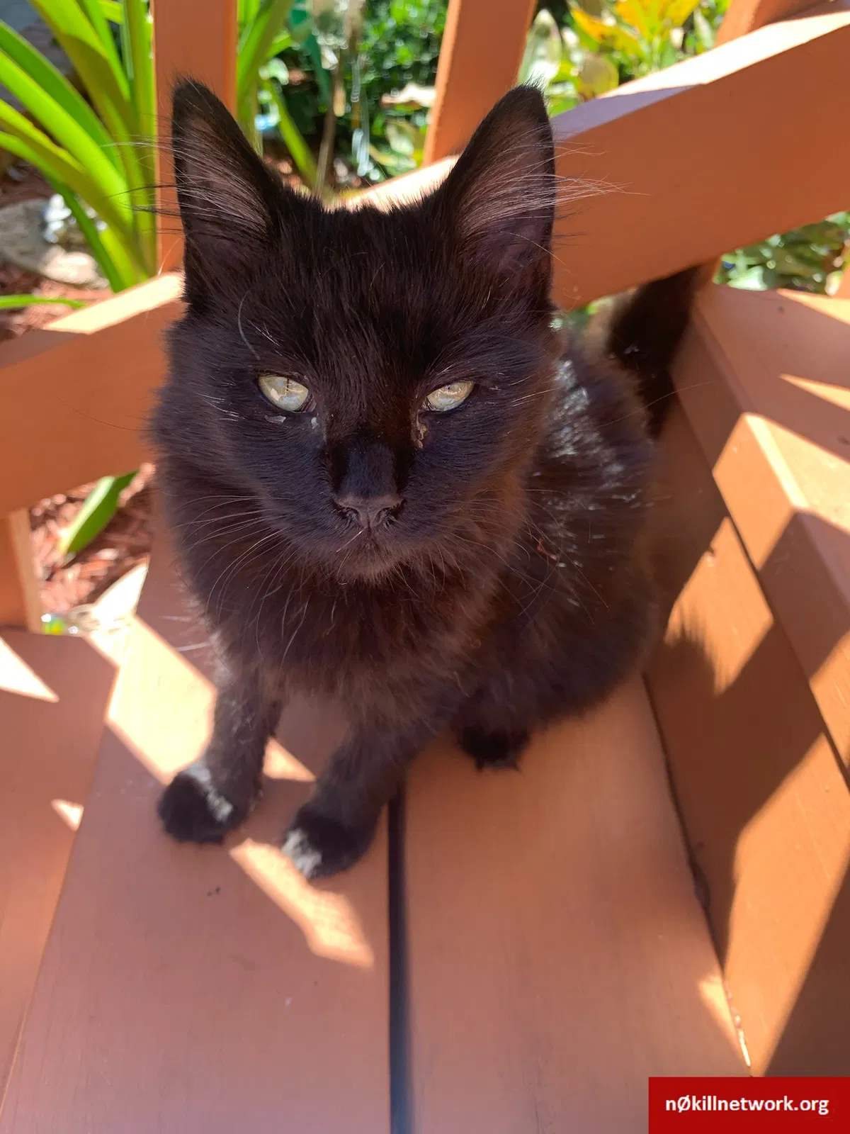 Lost cat in Pelzer, SC, 29669