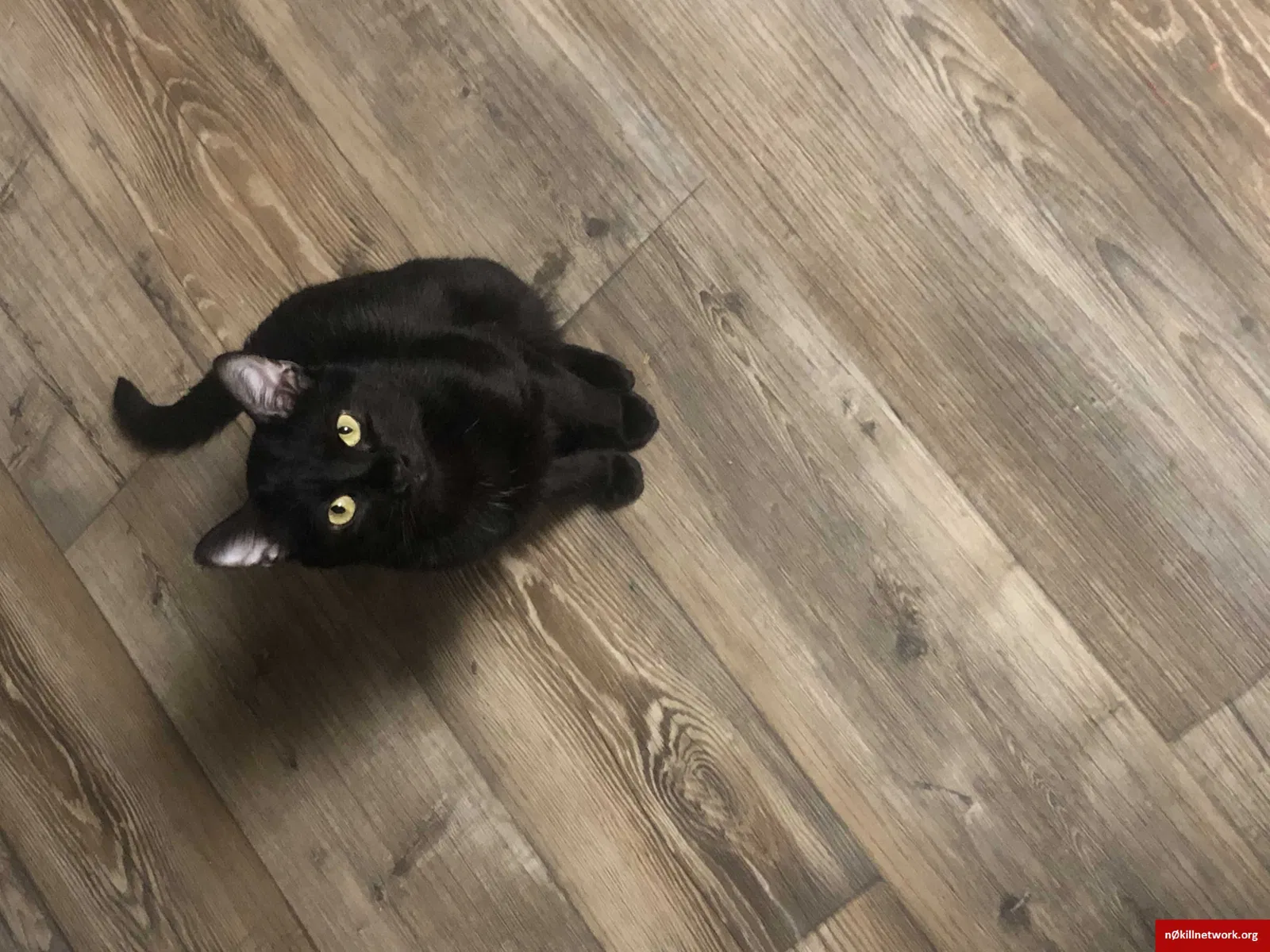 Lost cat in San Diego, CA, 92124