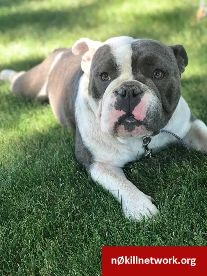 Lost dog in Sioux Falls, SD, 57105