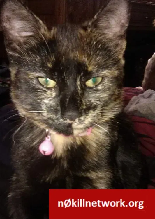 Lost cat in Homosassa, FL, 34448