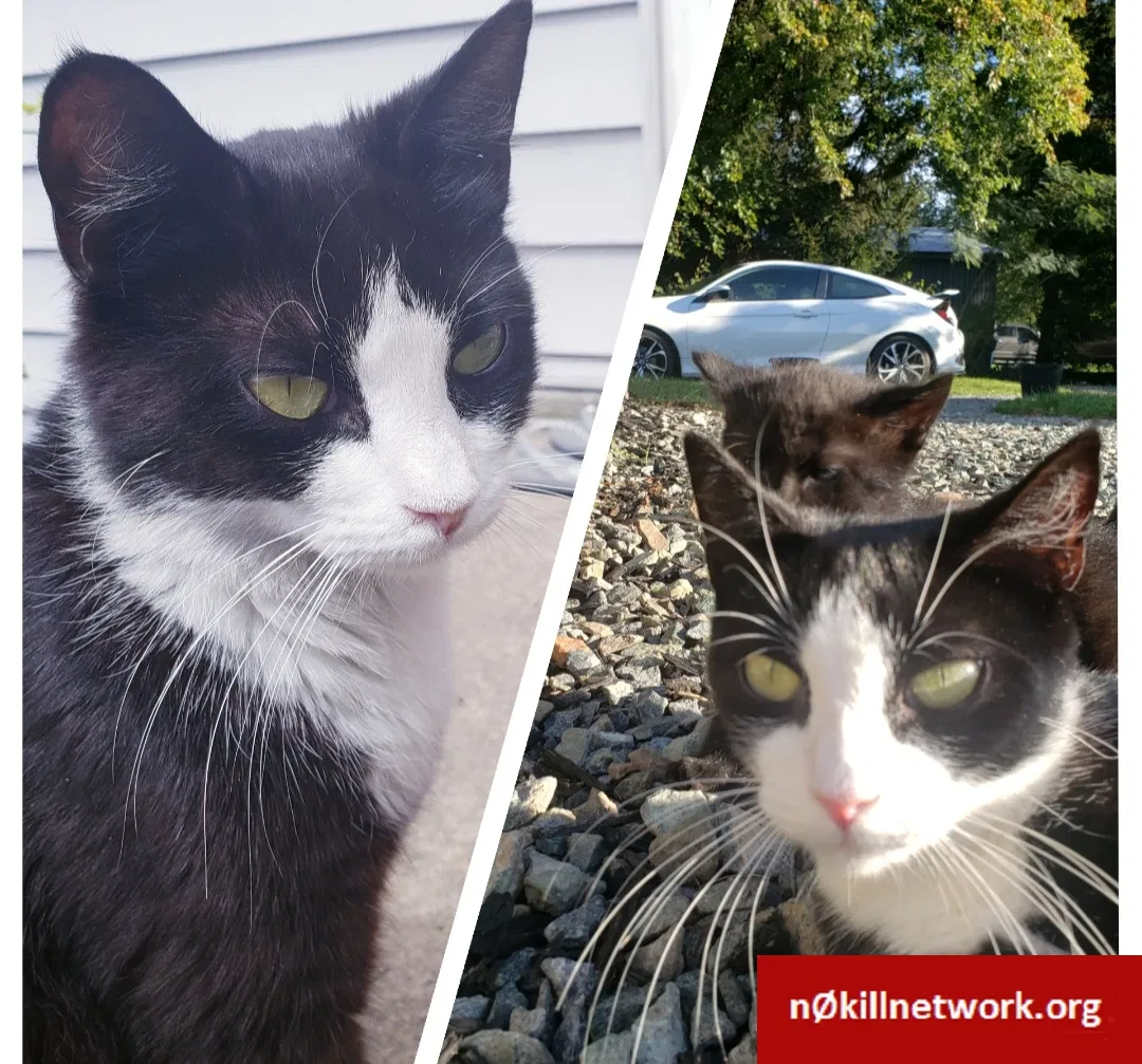 Lost cat in Lincoln University, PA, 19352