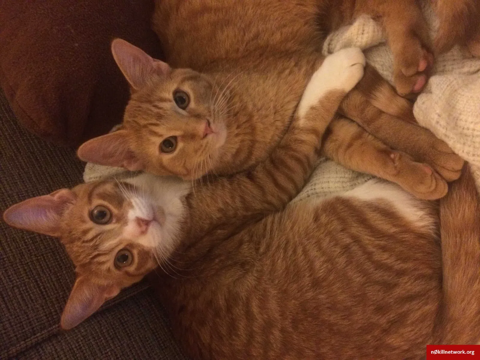 Lost cat in Livonia, MI, 48154
