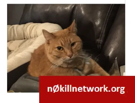 Lost cat in Eden Prairie, MN, 55347