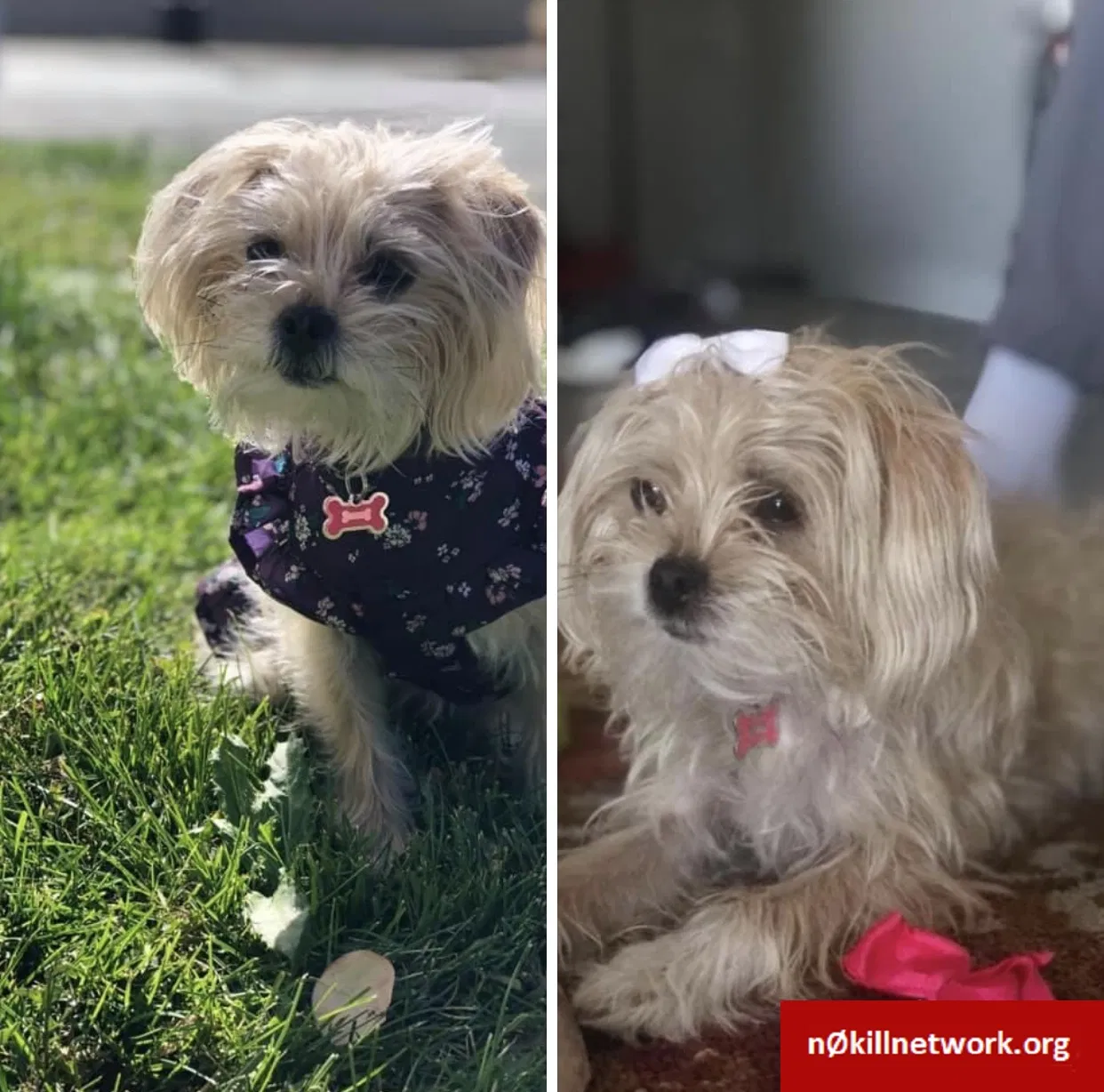 Lost dog in Aurora, CO, 80013