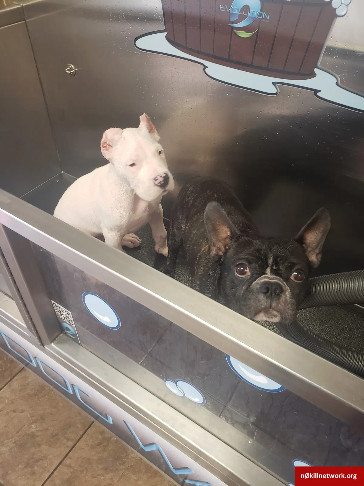 Lost dog in Memphis, TN, 38111