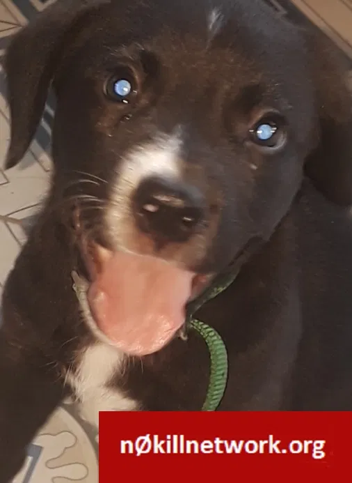 Lost dog in Memphis, TN, 38122
