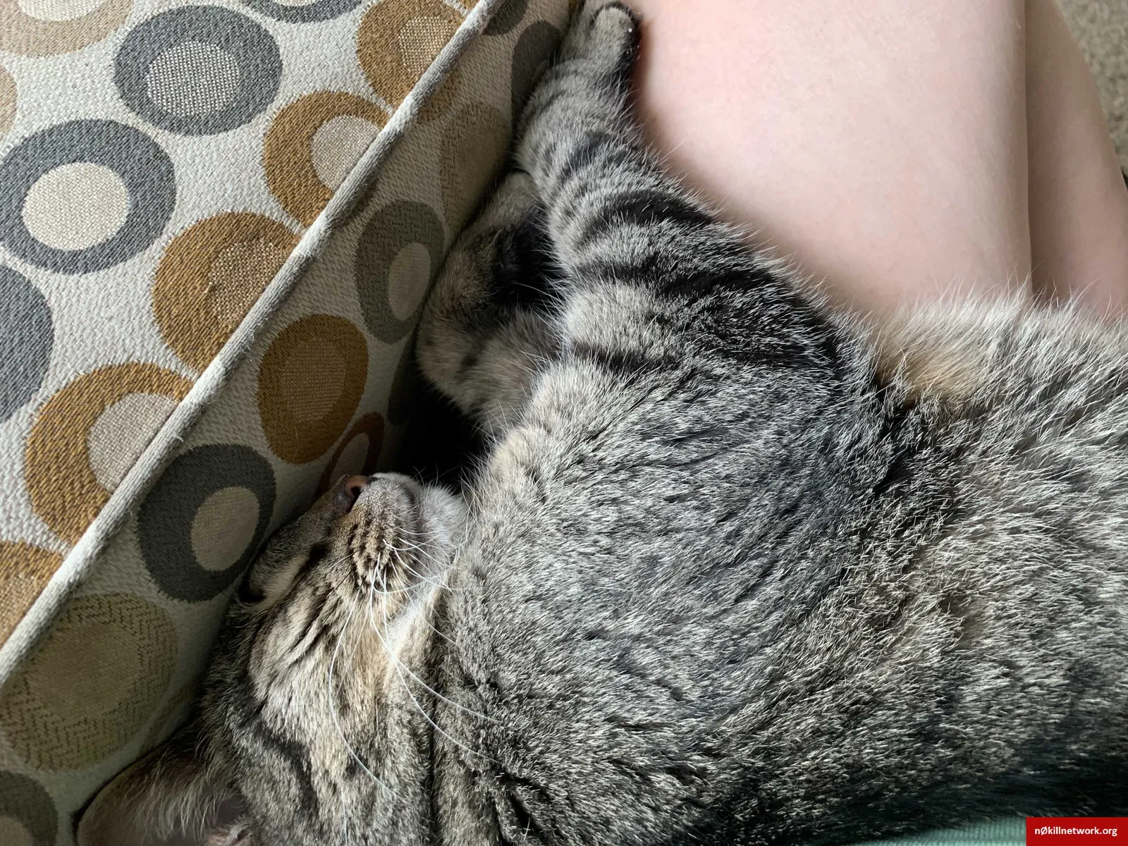 Lost cat in Appleton, WI, 54915