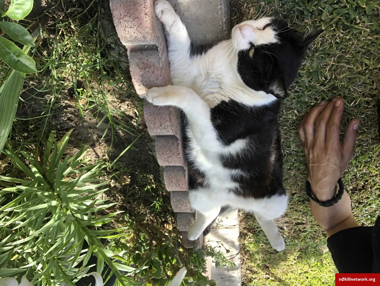 Lost cat in Pico Rivera, CA, 90660