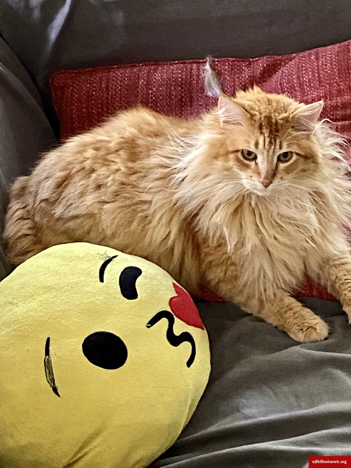 Lost cat in Gainesville, FL, 32606