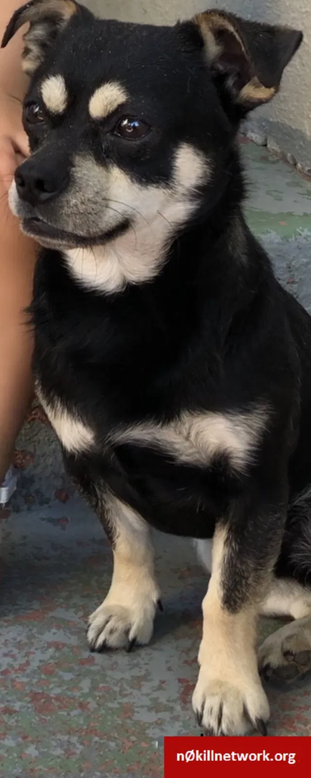 Lost dog in Dos Palos, CA, 93620