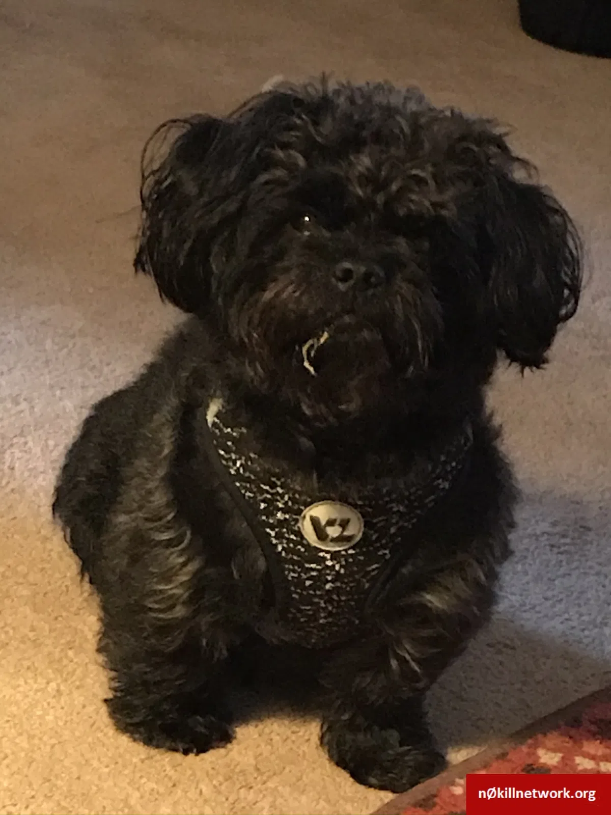 Lost dog in Rush City, MN, 55069