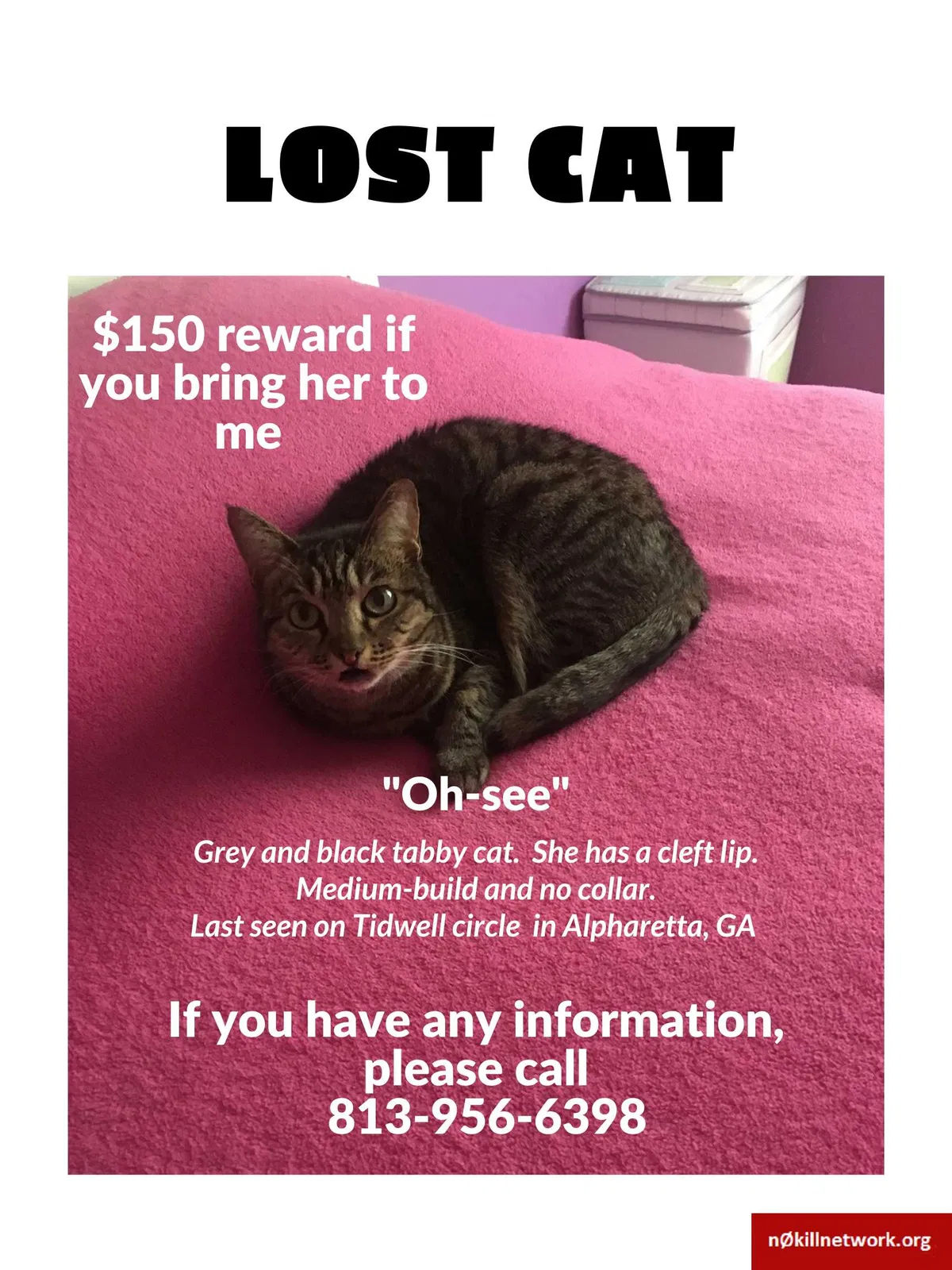 Lost cat in Tampa, FL, 33617