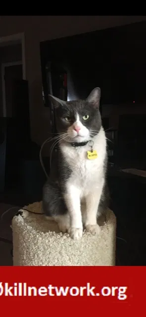 Lost cat in Midland, TX, 79703