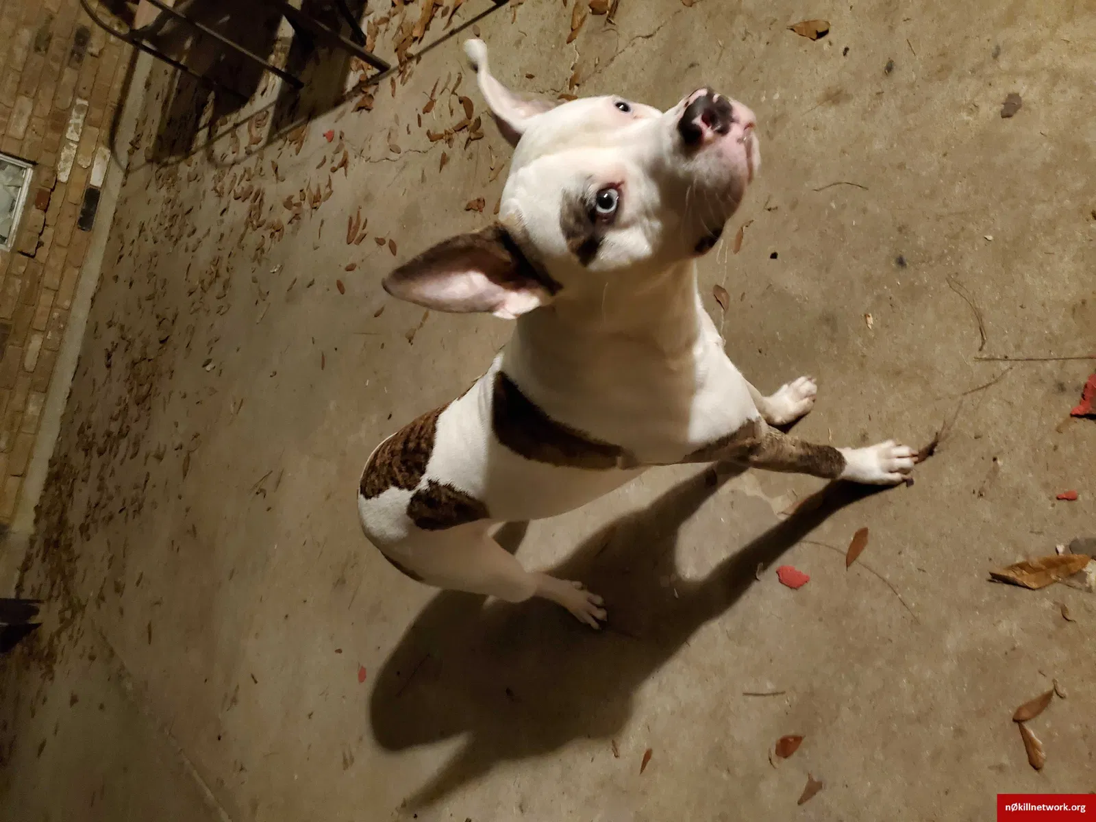 Lost dog in Shreveport, LA, 71118