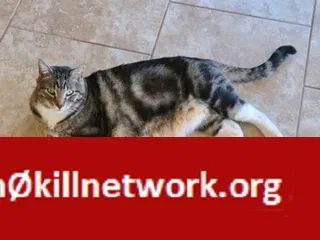 Lost cat in Washington, UT, 84780