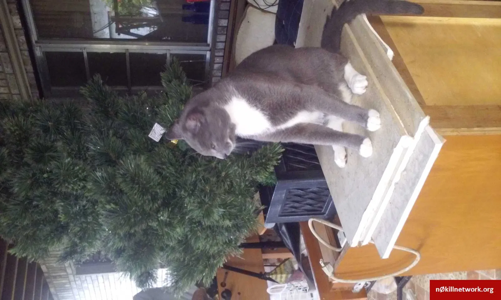 Lost cat in Fort Lauderdale, FL, 33331