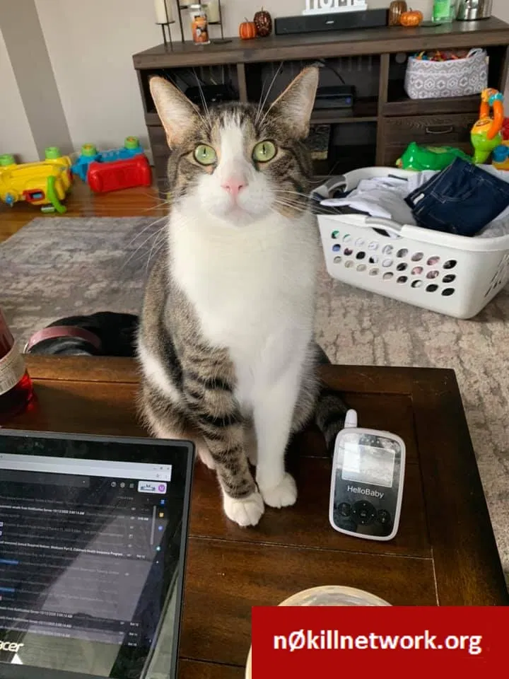 Lost cat in Bedford, IN, 47421