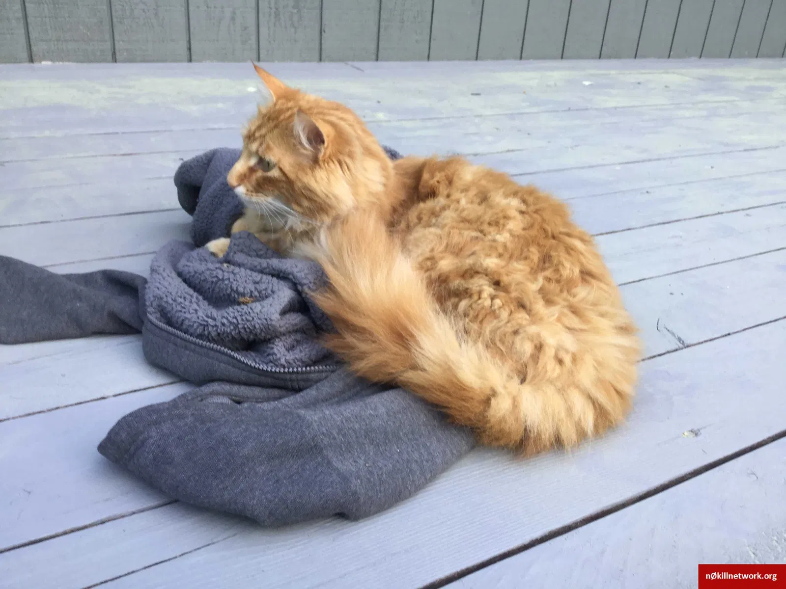 Lost cat in Coeur D Alene, ID, 83814
