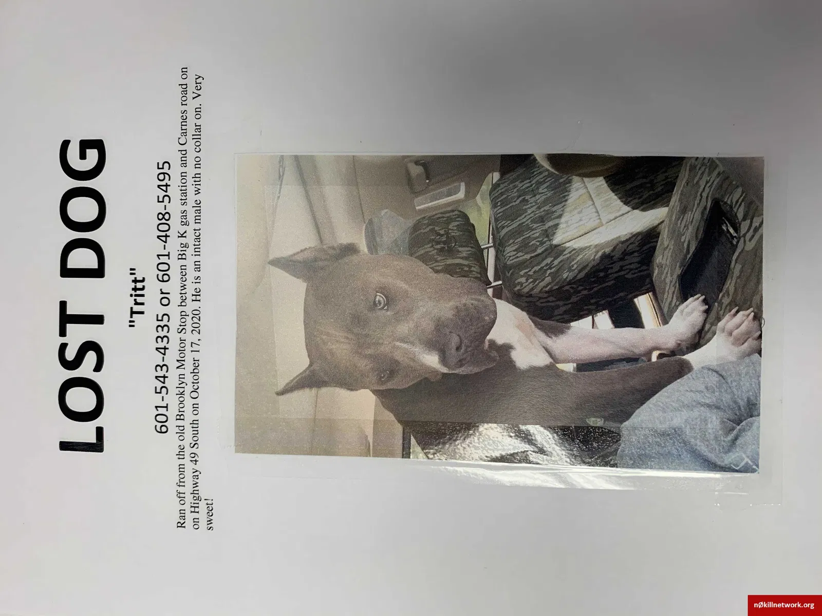 Lost dog in Brooklyn, MS, 39425