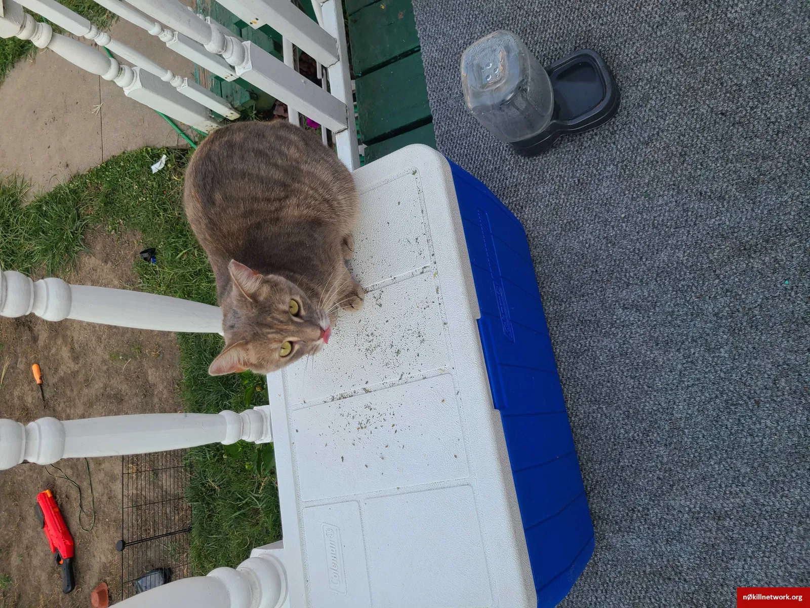 Lost cat in Petersburg, MI, 49270