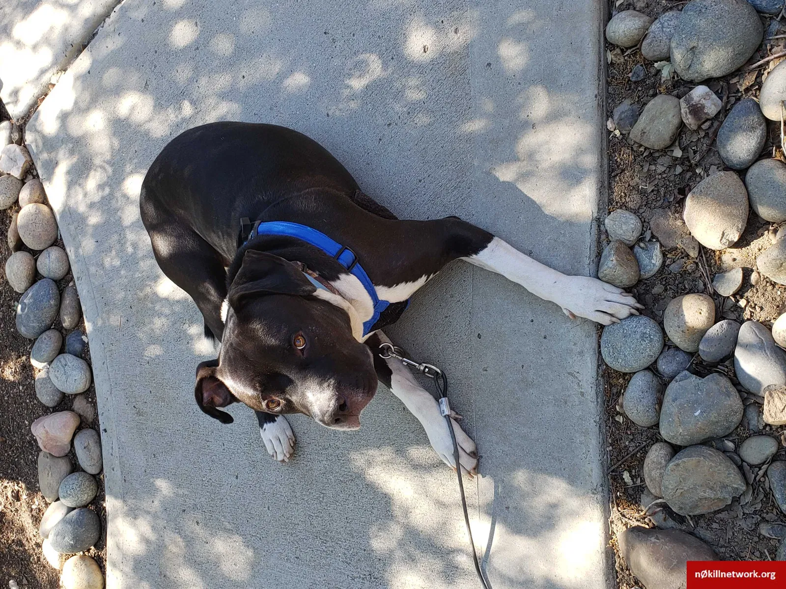 Lost dog in Tehachapi, CA, 93561