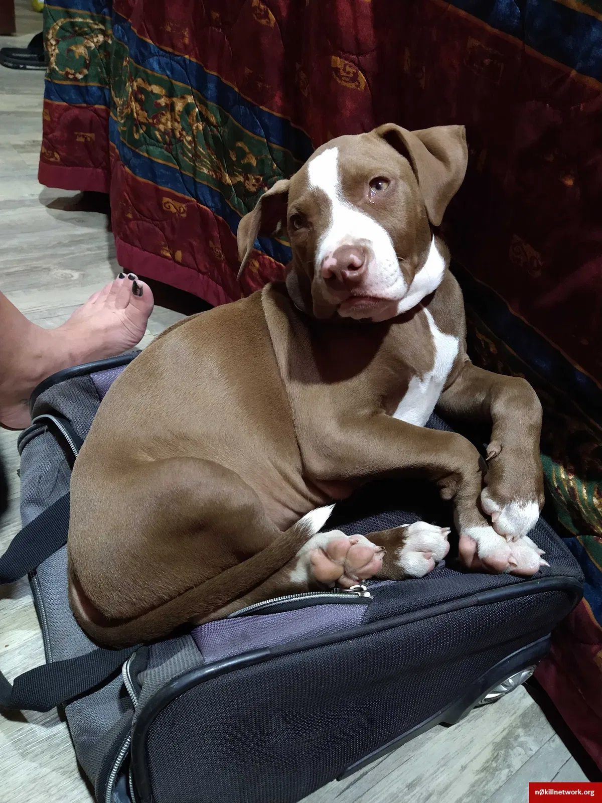 Lost dog in Dallas, TX, 75212