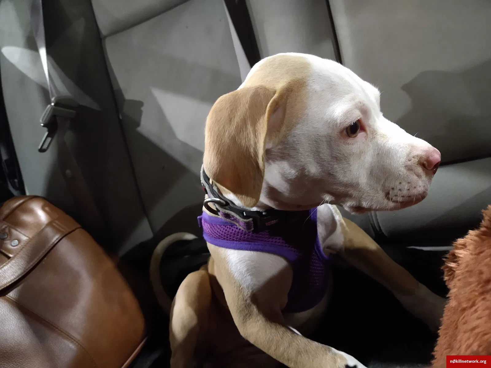 Lost dog in Dallas, TX, 75229