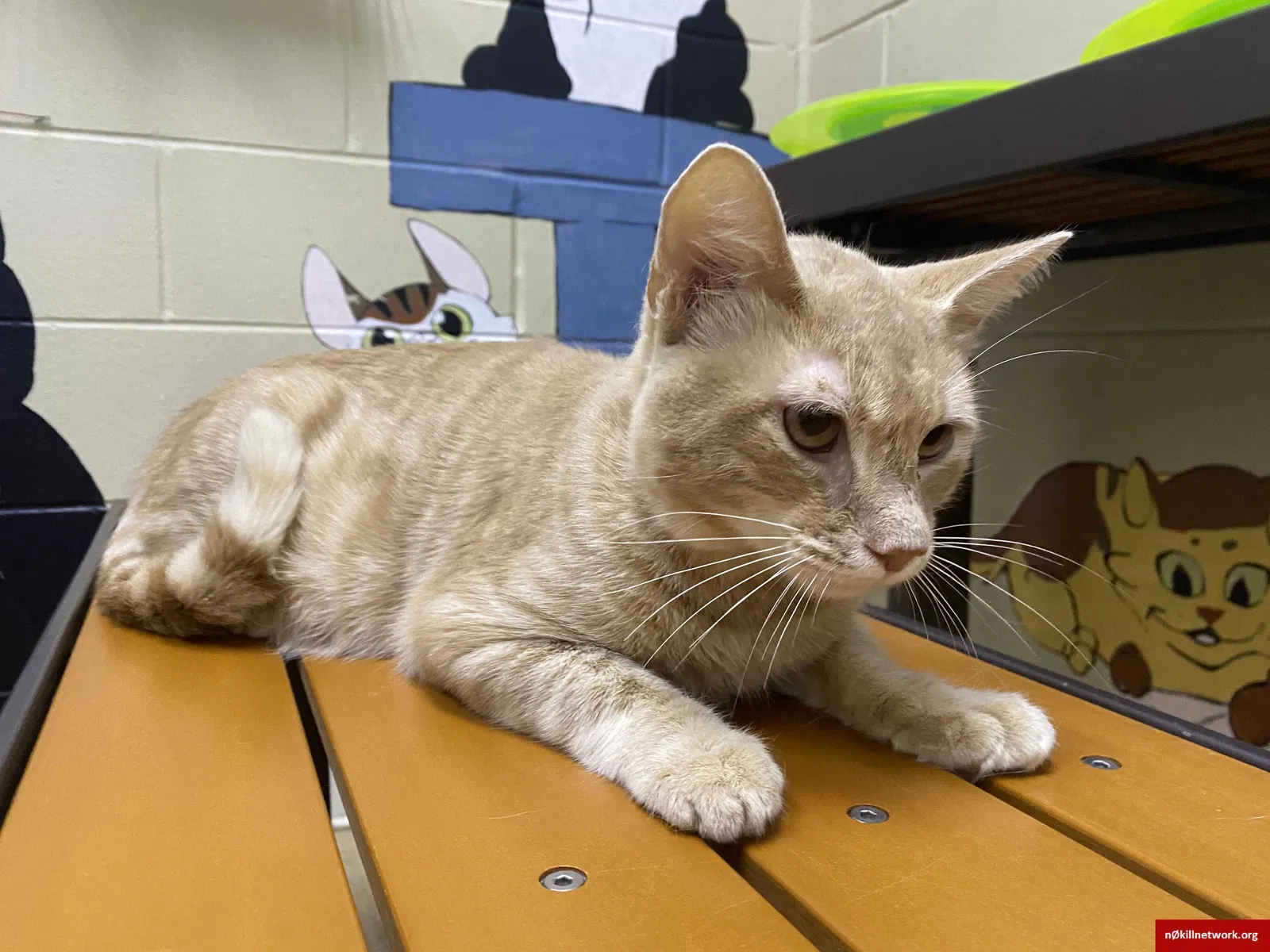Lost cat in Orlando, FL, 32825