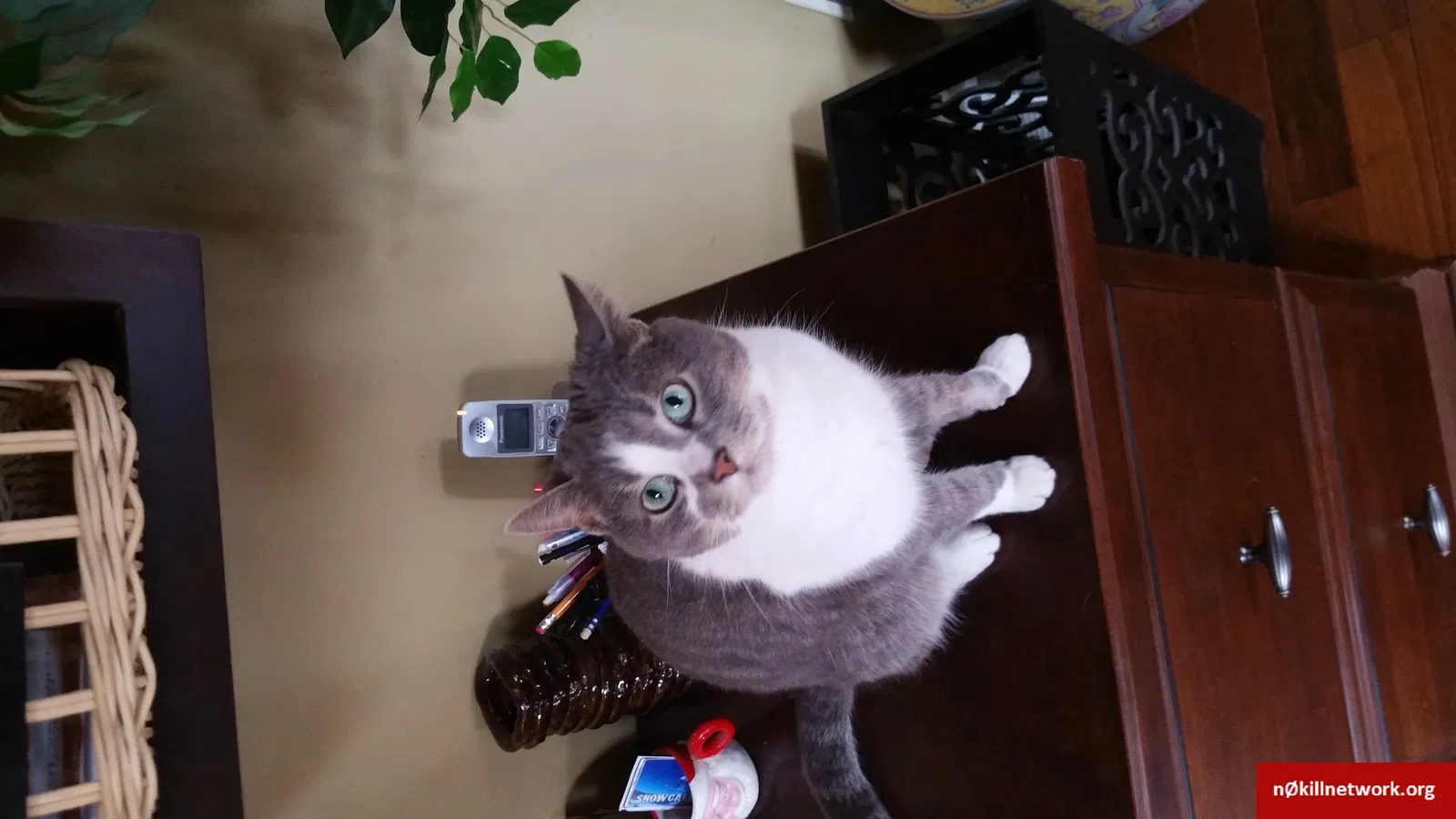 Lost cat in Akron, OH, 44313