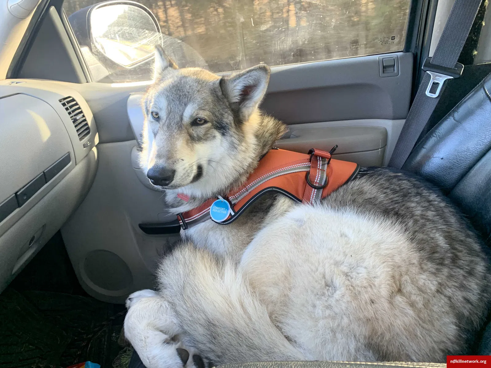 Lost dog in Winchester, TN, 37398