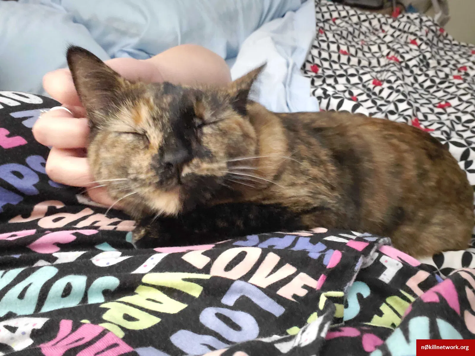 Lost cat in Magna, UT, 84044