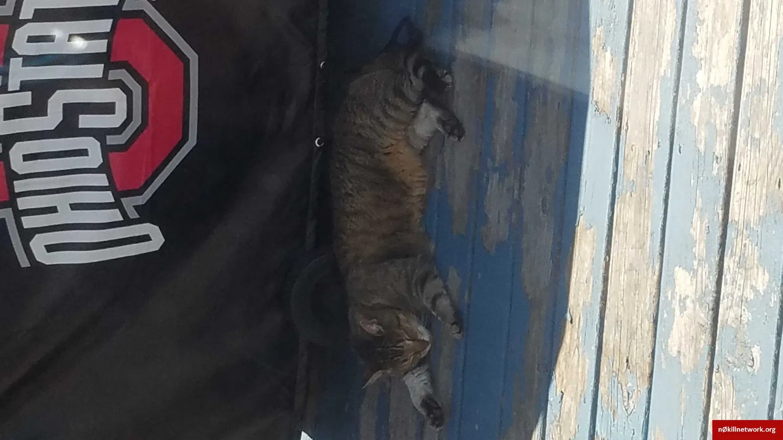 Lost cat in Reynoldsburg, OH, 43068