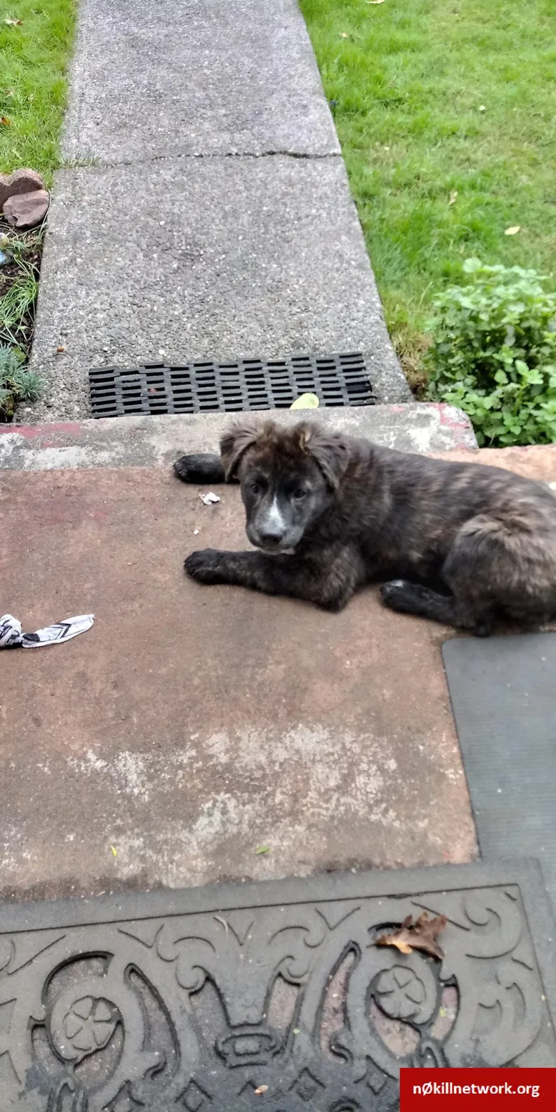 Lost dog in Tacoma, WA, 98409