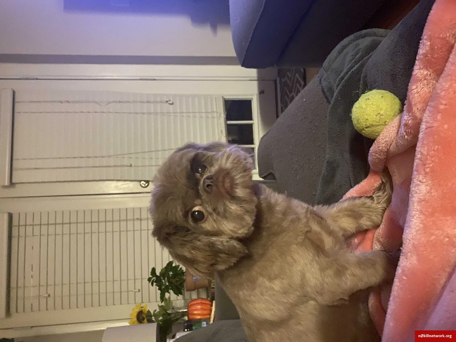 Lost dog in Nashville, TN, 37221
