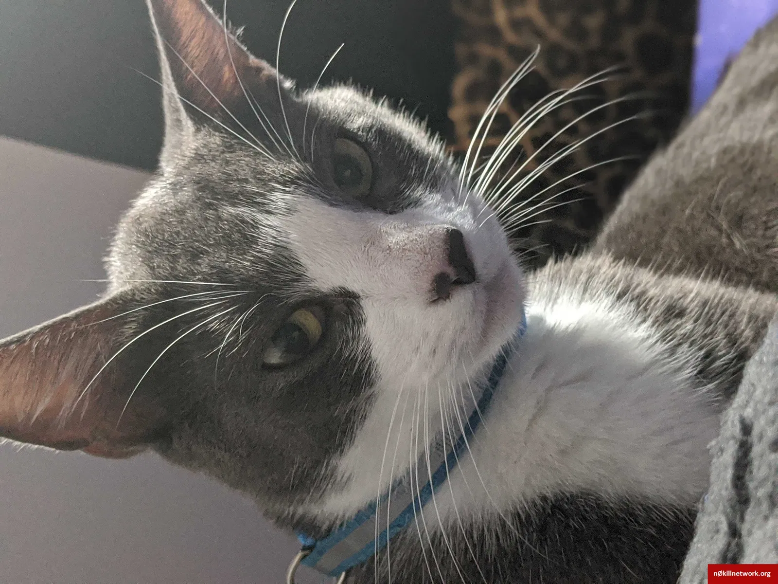 Lost cat in Orlando, FL, 32839