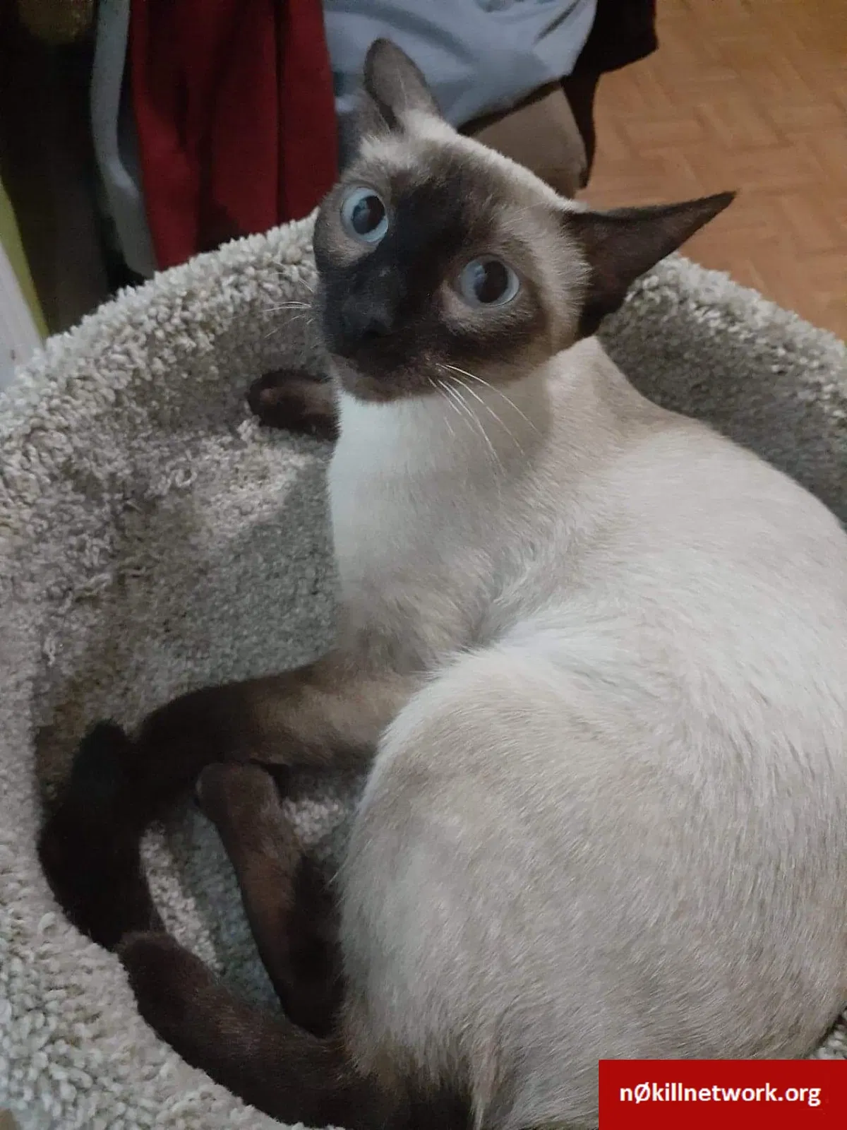 Lost cat in Bensenville, IL, 60106
